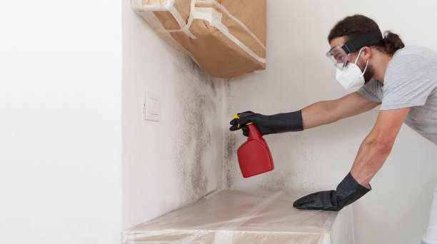 Professional Mold Cleanup technician working in Linden, AZ