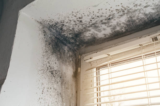 Affordable Mold Cleanup solutions in Linden, AZ